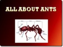 ant diagram link to learn all about ants