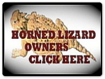 horned lizard with title