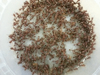 live ants moving