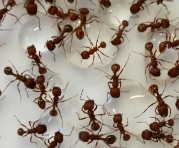 Real live harvester ants