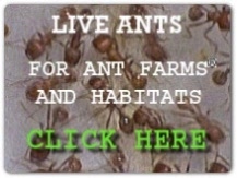 picture of live ants link to buy live ants for ant farms and ant habitats