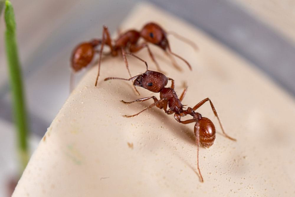 ants climbing on an ant hill