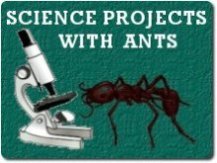 image of microscope and ant