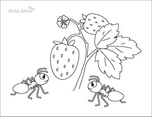 ant coloring page