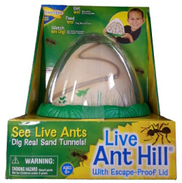 Anthill living ant habitat