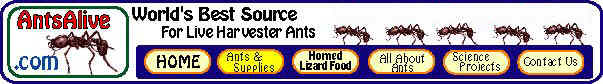 antsalive.com, buy harvester ants