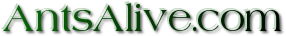 AntsAlive.com Brand Logo