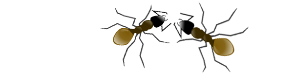 large harvester ants
