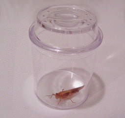 Clear bug jar with grasshopper inside