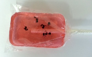Watermelon flavored ant sucker with real ants inside