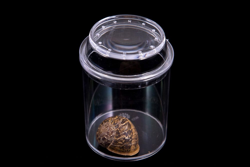 See-Through Bug Jar 0