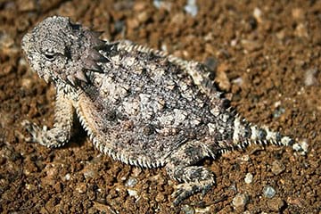 Harvester Ants for Horned Lizards